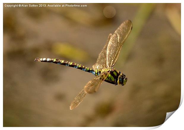 Dragonfly Airbourne ! Print by Alan Sutton