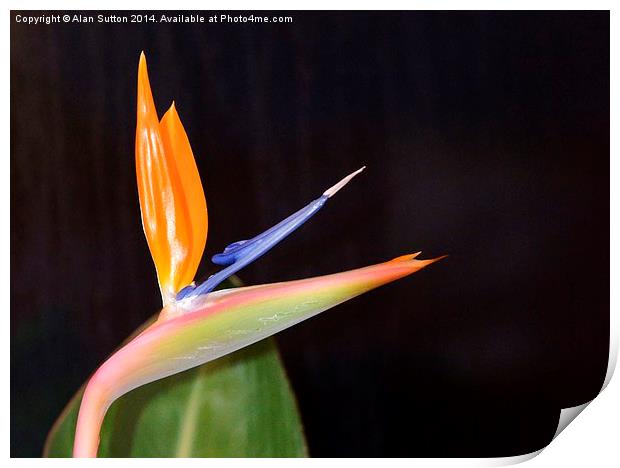 Bird of Paradise flower Print by Alan Sutton