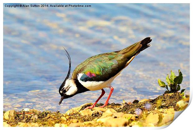 Rainbow bird Print by Alan Sutton