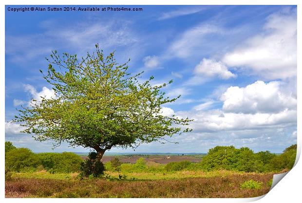 New Forest Spring Print by Alan Sutton