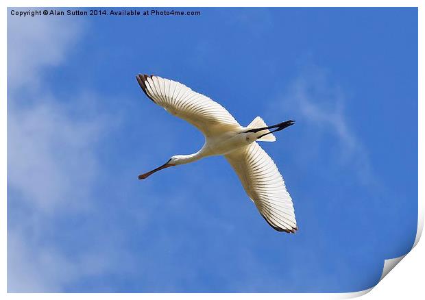  Hampshire Spoonbill Print by Alan Sutton