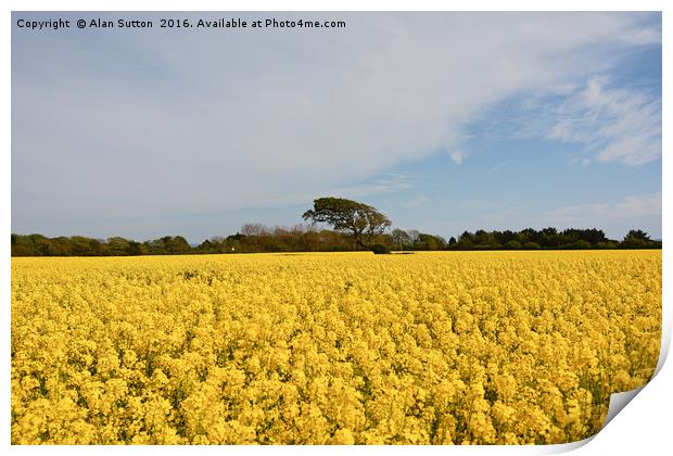 Fields of gold Print by Alan Sutton