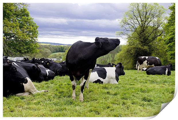 Cattle in a field Print by A B