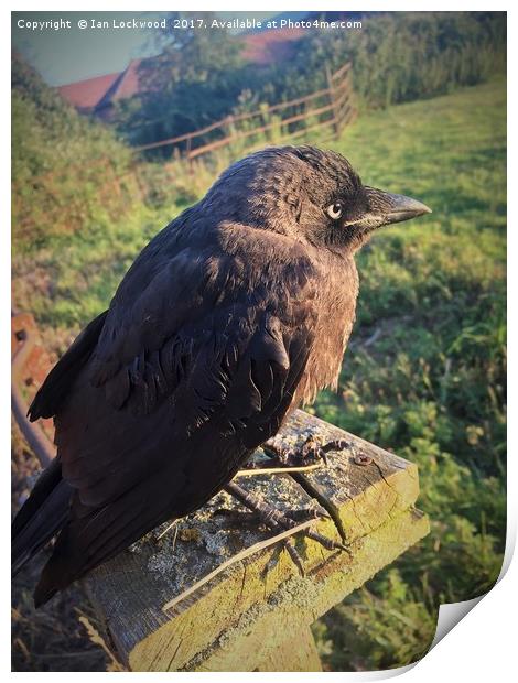 The Lonely Jackdaw Sits on the Fencepost Print by Ian Lockwood
