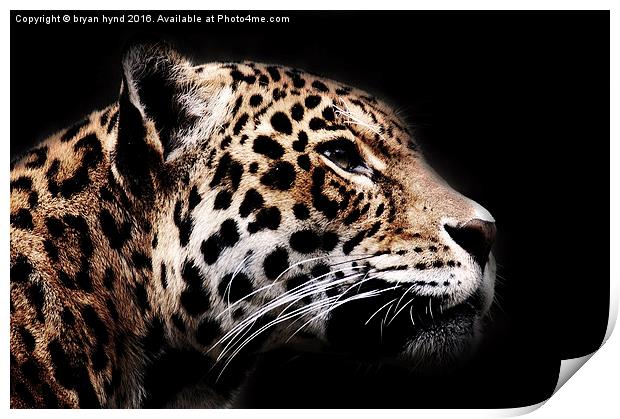  Jaguar Profile 1 Print by bryan hynd