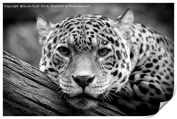 Jaguar Stare Black & White Print by bryan hynd