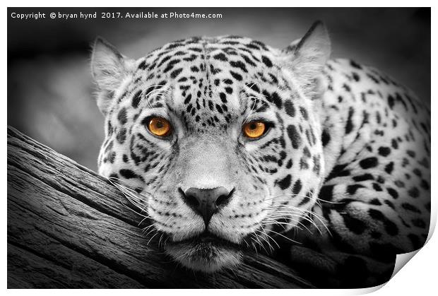 Jaguar Stare isolations Print by bryan hynd