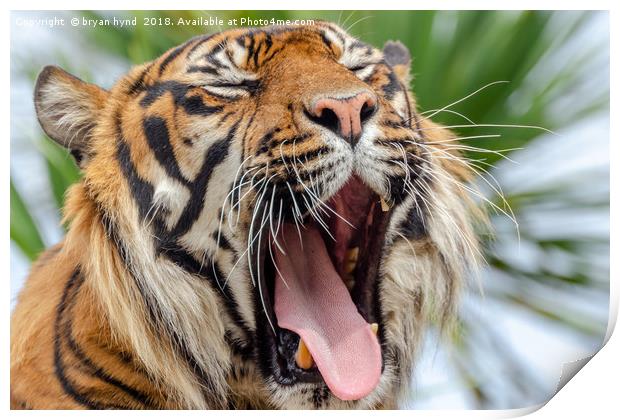 Sleepy Tiger Print by bryan hynd