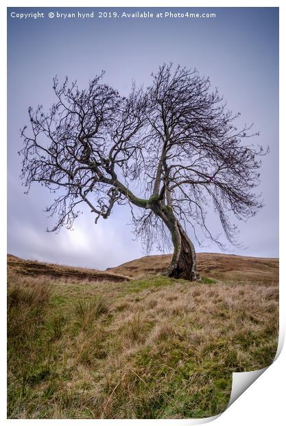 Frandy Tree Glen Devon Print by bryan hynd