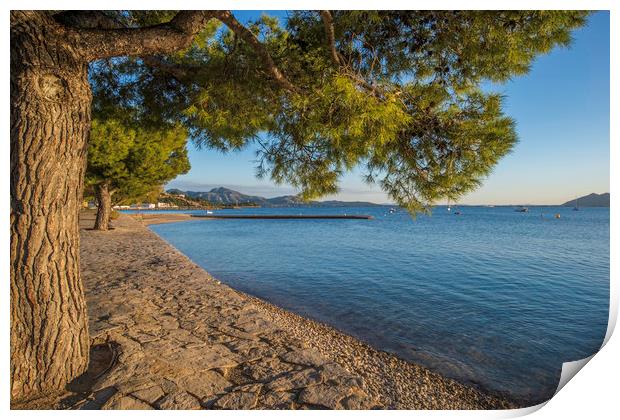 The Pine Walk, Puerto Pollensa Print by Perry Johnson