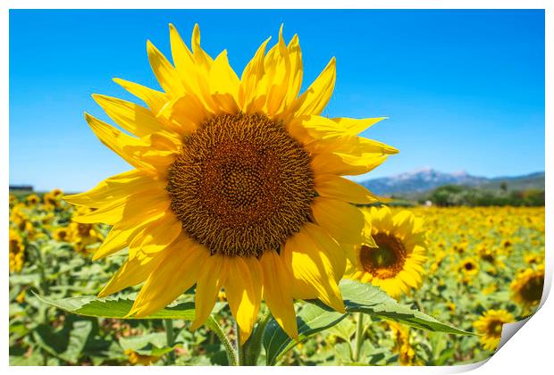 Sunflower Print by Perry Johnson