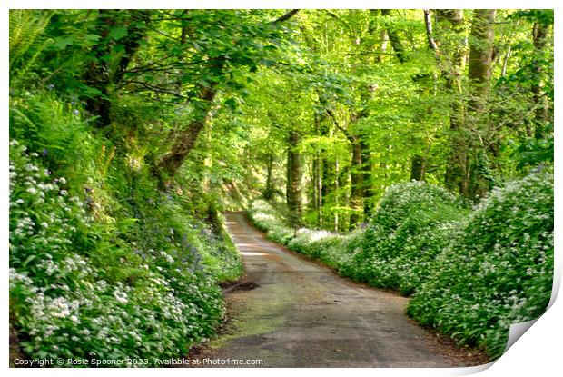 Lane through the woods near Looe  Print by Rosie Spooner