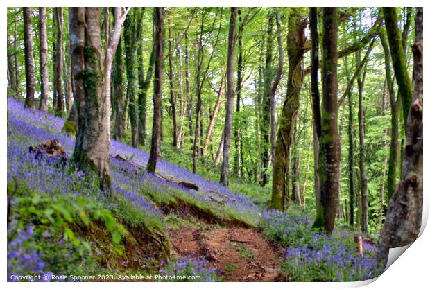 Bluebells woods near Looe Print by Rosie Spooner