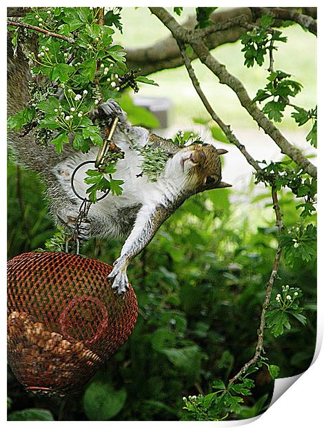 Acrobatic Squirrel Print by Rosie Spooner