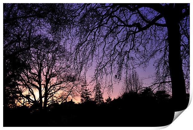Sunset through the trees Print by Rosie Spooner