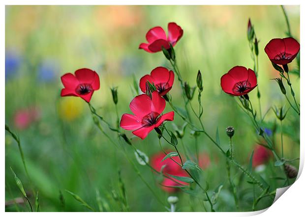 Red Flax in a Meadow Print by Rosie Spooner