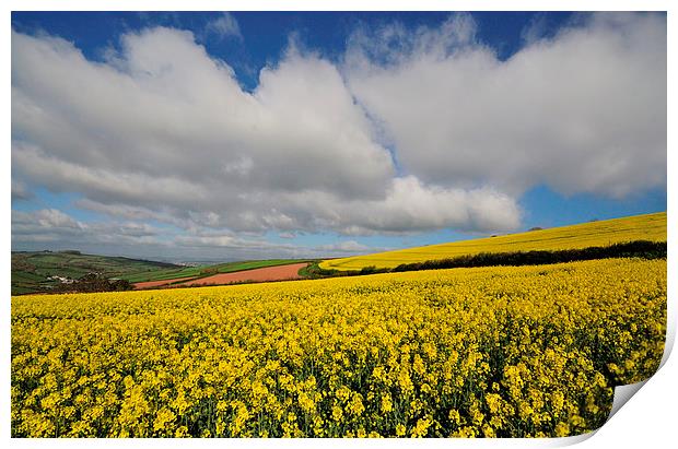 Rapeseed field near Shaldon Devon Print by Rosie Spooner