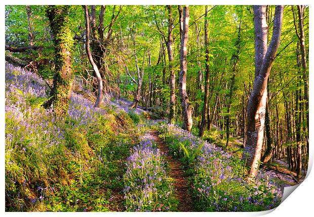 Path through the Bluebell Woods Print by Rosie Spooner