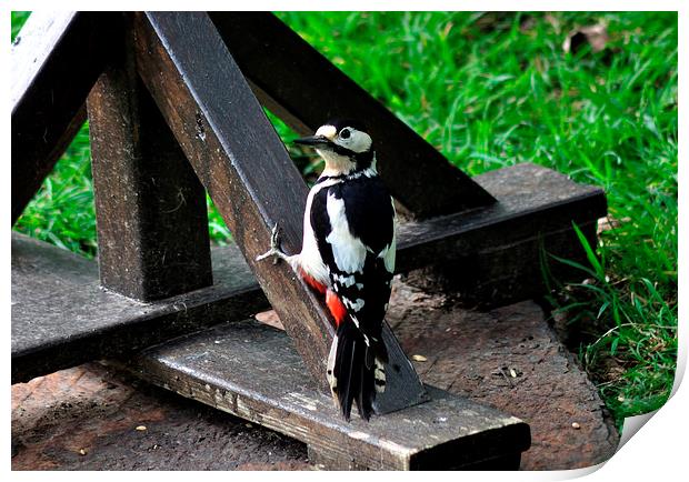 Greater Spotted Woodpecker on the bird table Print by Rosie Spooner