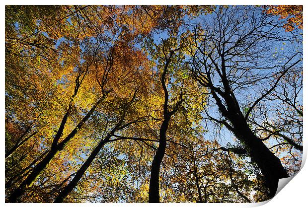Looking up at the autumn trees Print by Rosie Spooner