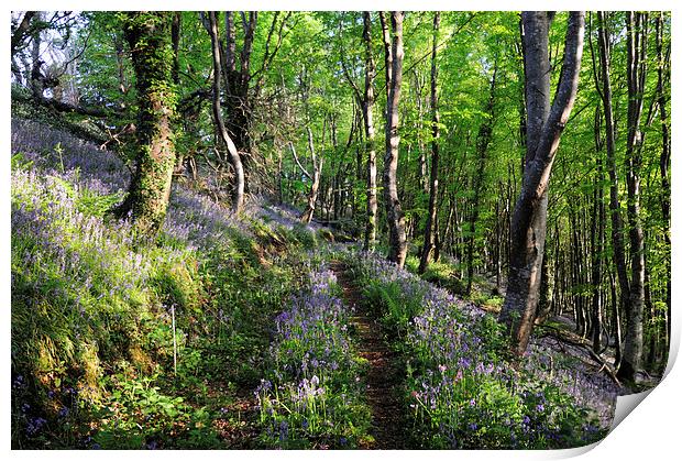 Walkway through the Bluebell Woods 2 Print by Rosie Spooner
