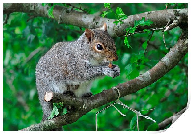 Squirrel enjoying nuts from the bird feeder Print by Rosie Spooner