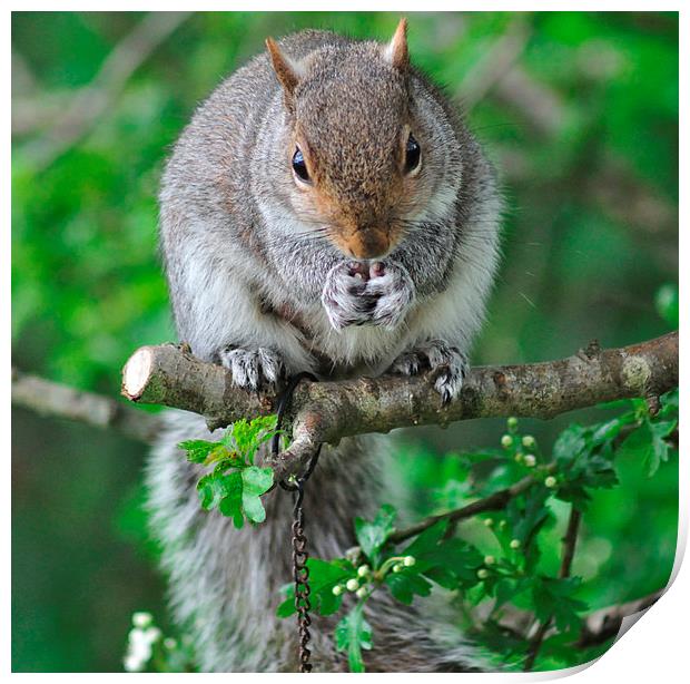 Squirrel enjoying nuts on the bird feeder Print by Rosie Spooner