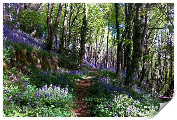  Pathway through the Bluebell Woods Print by Rosie Spooner