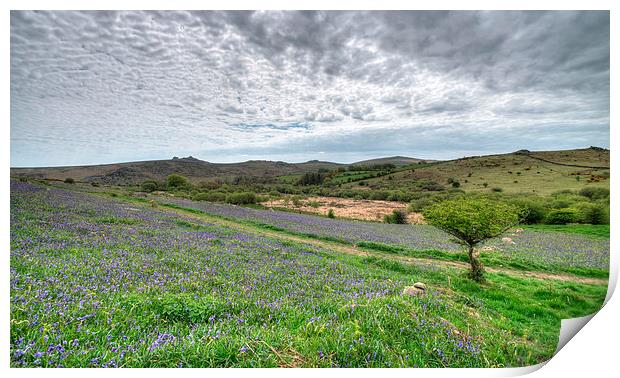  Bluebells at Holwell Lawn on Dartmoor Print by Rosie Spooner