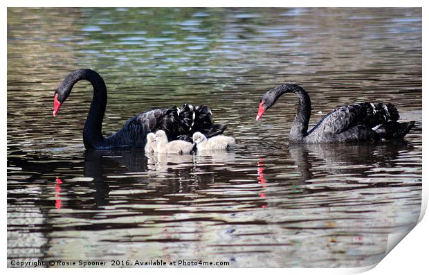 Black Swan family with three cygnets at Dawlish Print by Rosie Spooner