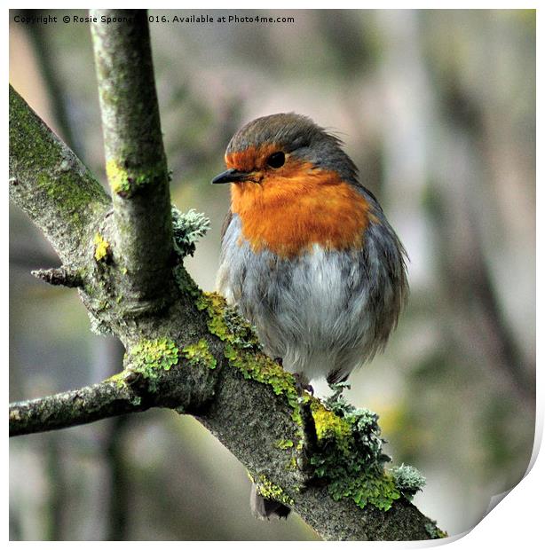 Robin on a branch with lichen Print by Rosie Spooner