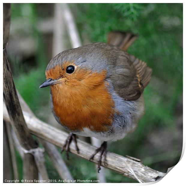 Robin Redbreast with a beady eye Print by Rosie Spooner