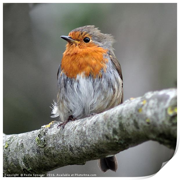 Robin with ruffled feathers on a windy day  Print by Rosie Spooner