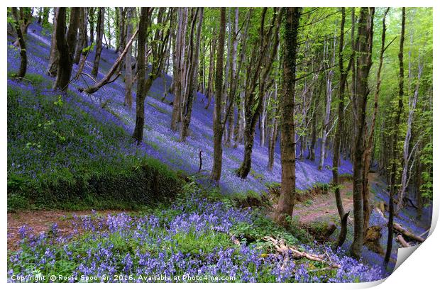 Path through the bluebell wood Print by Rosie Spooner