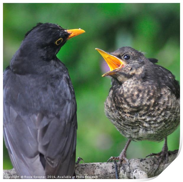 Young blackbird waiting for food from daddy Print by Rosie Spooner