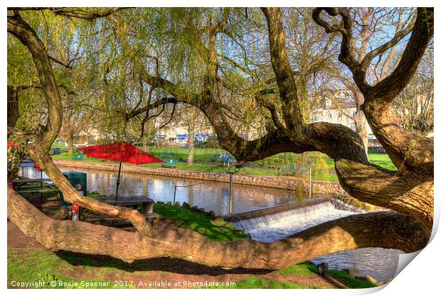Twisted tree by Dawlish brook early morning Print by Rosie Spooner
