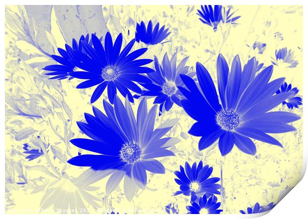Blue daisies on a cream background Print by Rosie Spooner