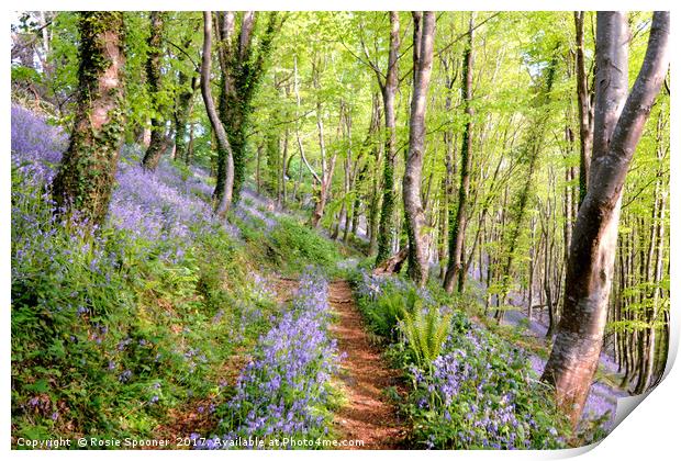 Bluebell Woods in Cornwall Print by Rosie Spooner
