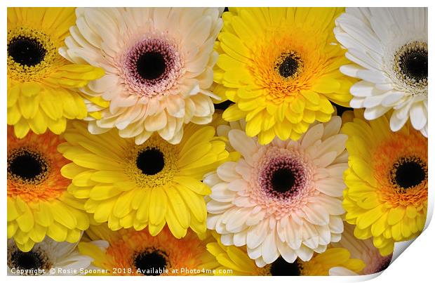 Colourful gerbera daisies  Print by Rosie Spooner