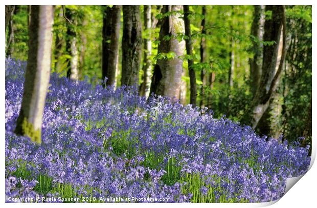 Bluebells woods near to Looe in South East Cornwal Print by Rosie Spooner