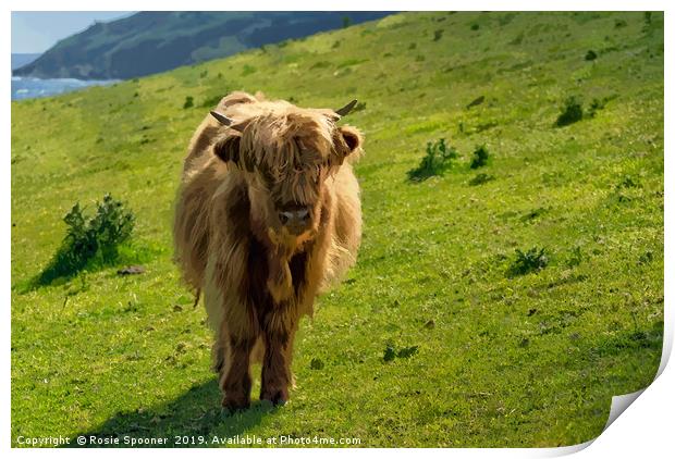 Young Highland Cow Print by Rosie Spooner