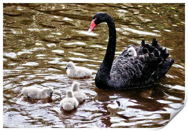 Four day old Black Swan cygnets at Dawlish Brook Print by Rosie Spooner