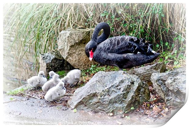 Black Swan Cygnets at Dawlish Brook in South Devon Print by Rosie Spooner