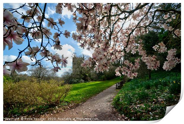 Springtime at Cockington in Torquay  Print by Rosie Spooner