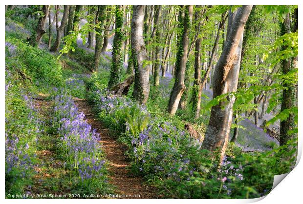 Path into the bluebell woods in Cornwall Print by Rosie Spooner
