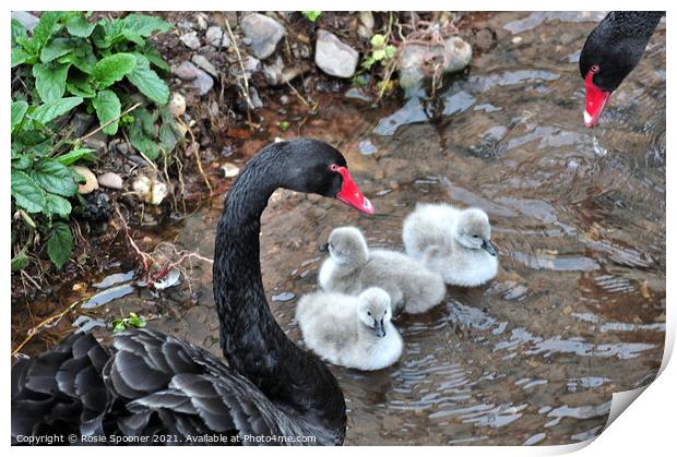 Black Swan cygnets first swim at Dawlish  Print by Rosie Spooner