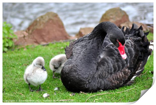 Black Swan with four day old cygnets at Dawlish Print by Rosie Spooner