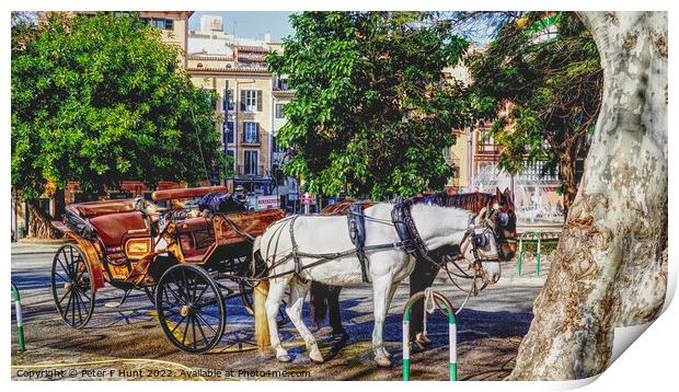 Horse And Carriage Palma Mallorca Print by Peter F Hunt
