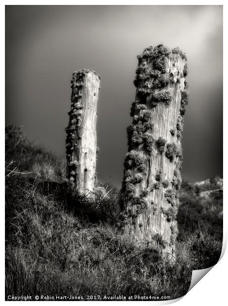 Lichen Stumps Print by Robin Hart-Jones