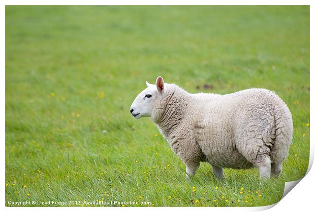 sheep standing in field Print by Lloyd Fudge